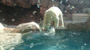 日本平動物園　ロッシーとバニラ