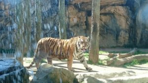 日本平動物園　アムールトラ