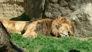 日本平動物園　ライオン