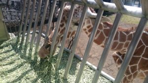 日本平動物園　キリン