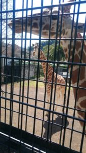 日本平動物園　キリン