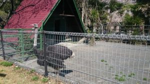 日本平動物園　ダチョウ