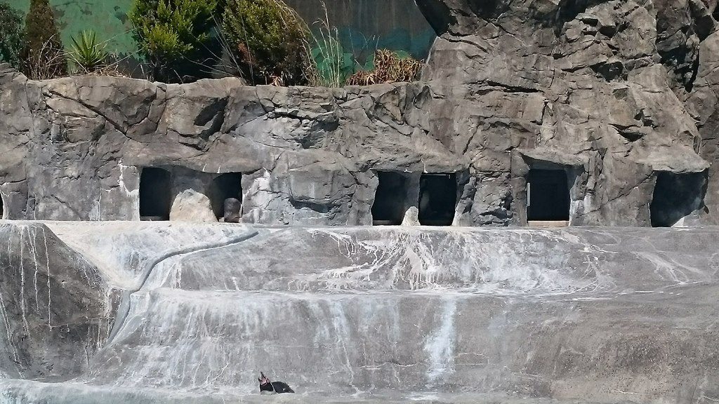 日本平動物園　ペンギン