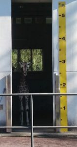 日本平動物園