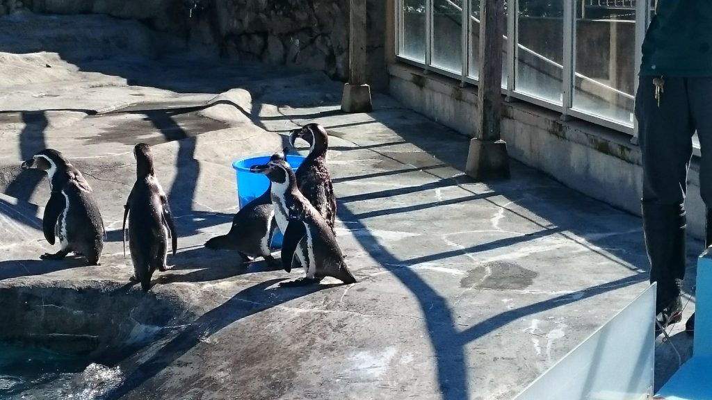 日本平動物園　ペンギン